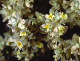 Bufalaga hirsuta ("Thymelaea hirsuta")