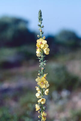 Fulla borruda ("Verbascum thapsus L.")