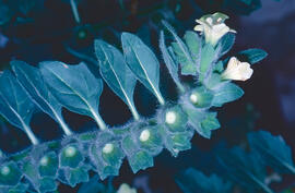 Capseta ("Hyoscyamus albus")