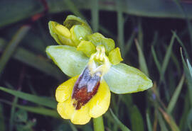 Abellera groga ("Ophrys lutea")