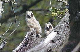 Mussols joves ("Otus scops")