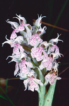 Orquídia ("Neotinea tridentata")