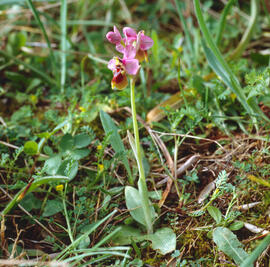 Abellera vermella ("Ophrys tenthredinifera")