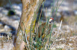 Perdiu ("Alectoris rufa")