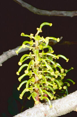 Flor de garrover ("Ceratonia siliqua")