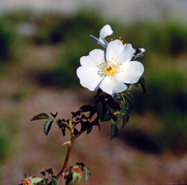"Rosa agrestis"