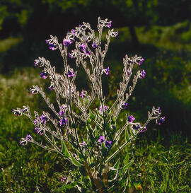 Borratja ("Borago officinalis")