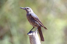 Pàssera ("Monticola solitarius")