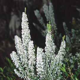 Capironats ("Reseda alba")