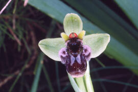 Orquídia abella ("Ophrys apifera")