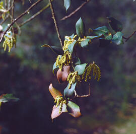 Alzina ("Quercus ilex")