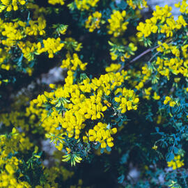 Botgeta alpestre ("Alyssum alpestre")
