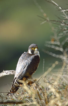 Falcó ("Falco peregrinus")