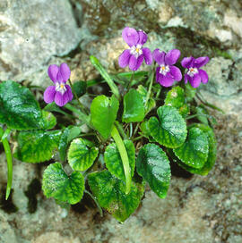 Viola d'olor ("Viola odorata")