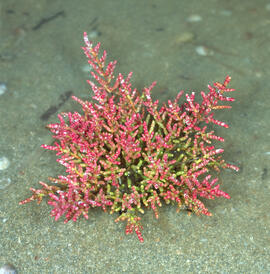 Herba salada ("Salicornia europaea")