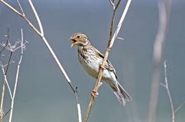 Sól·lera ("Emberiza calandra")