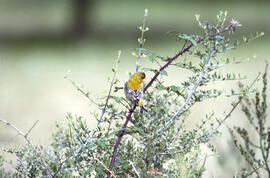 Verderol ("Chloris chloris")