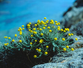 Camamilla groga ("Santolina chamaecyparissus")