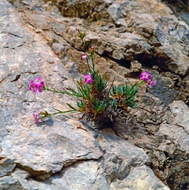 Clavell ("Dianthus rupicola")