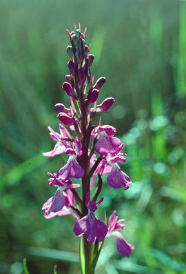 Botons de gos ("Anacamptis palustris")