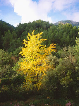 Mimosa (Acacia dealbata")