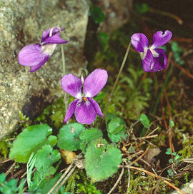 "Viola hirta"
