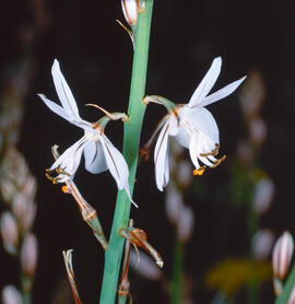Cebollí ("Asphodelus fistulosus")