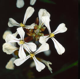 Ruca ("Eruca vesicaria")