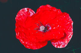 Rosella ("Papaver rhoeas")