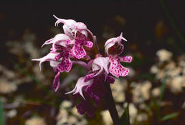 Orquídia ("Neotinea tridentata")