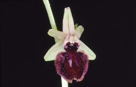 Aranyera ("Ophrys incubacea")