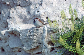 Pardal ("Passer domesticus")