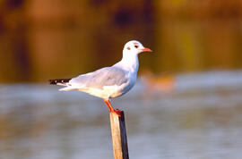 Gavina d'hivern ("Chroicocephalus ridibundus")