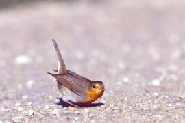 Rupit ("Erithacus rubecula")