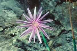 Barball ("Podospermum laciniatum")