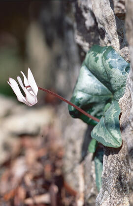 Engreixaporcs ("Cyclamen balearicum")