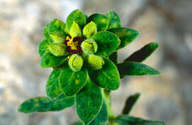 Lletrera visquera ("Euphorbia characias")