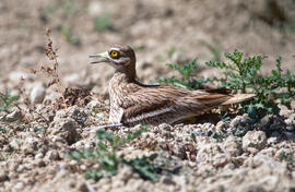 Sebel·lí ("Burhinus oedicnemus")