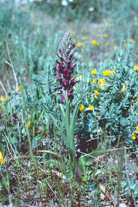Abellera olorosa ("Anacamptis coriophora")