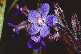 Buglossa / llengua de bou ("Anchusa officinalis")