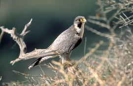 Falcó ("Falco peregrinus")