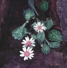 Camamil·la de la mar ("Senecio varicosus")