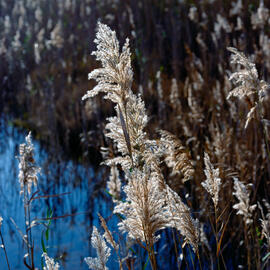 Canyís ("Phragmites australis")