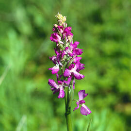 Orquídia ("Orchis mascula")