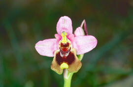 Orquídia ("Ophrys balearica")