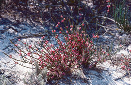 Èfedra ("Ephedra distachya")