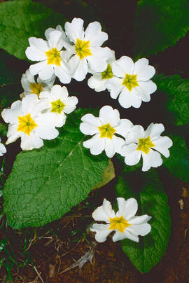 Primavera blanca ("Primula vulgaris")