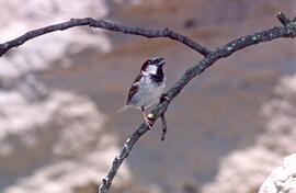 Pardal ("Passer domesticus")