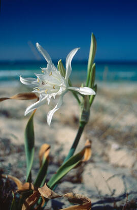 Lliri de mar ("Pancratium maritimum")