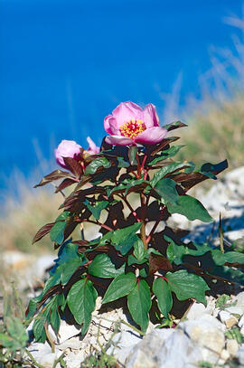 Peònia ("Paeonia mascula")
